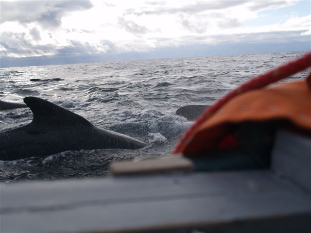 I could have reached out and touched them